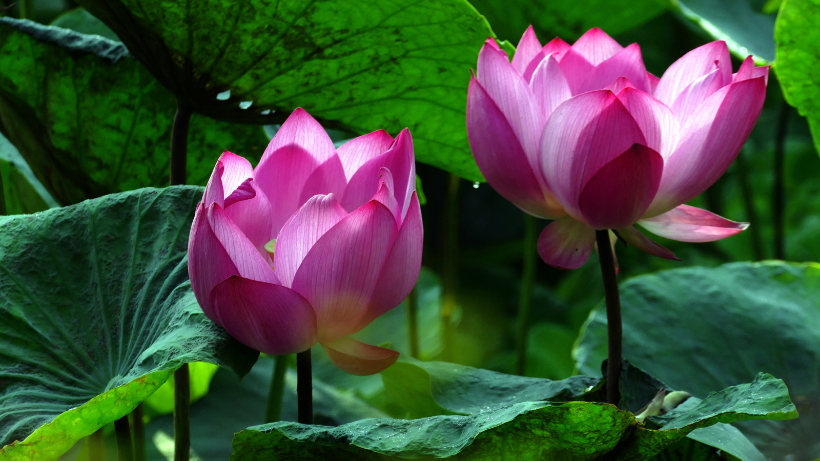 Два красивых розовых цветка водяной лилии в зеленых листьях