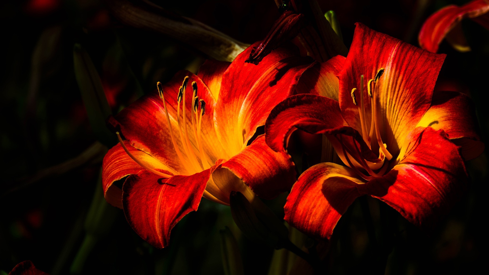 Две оранжевые лилии на клумбе