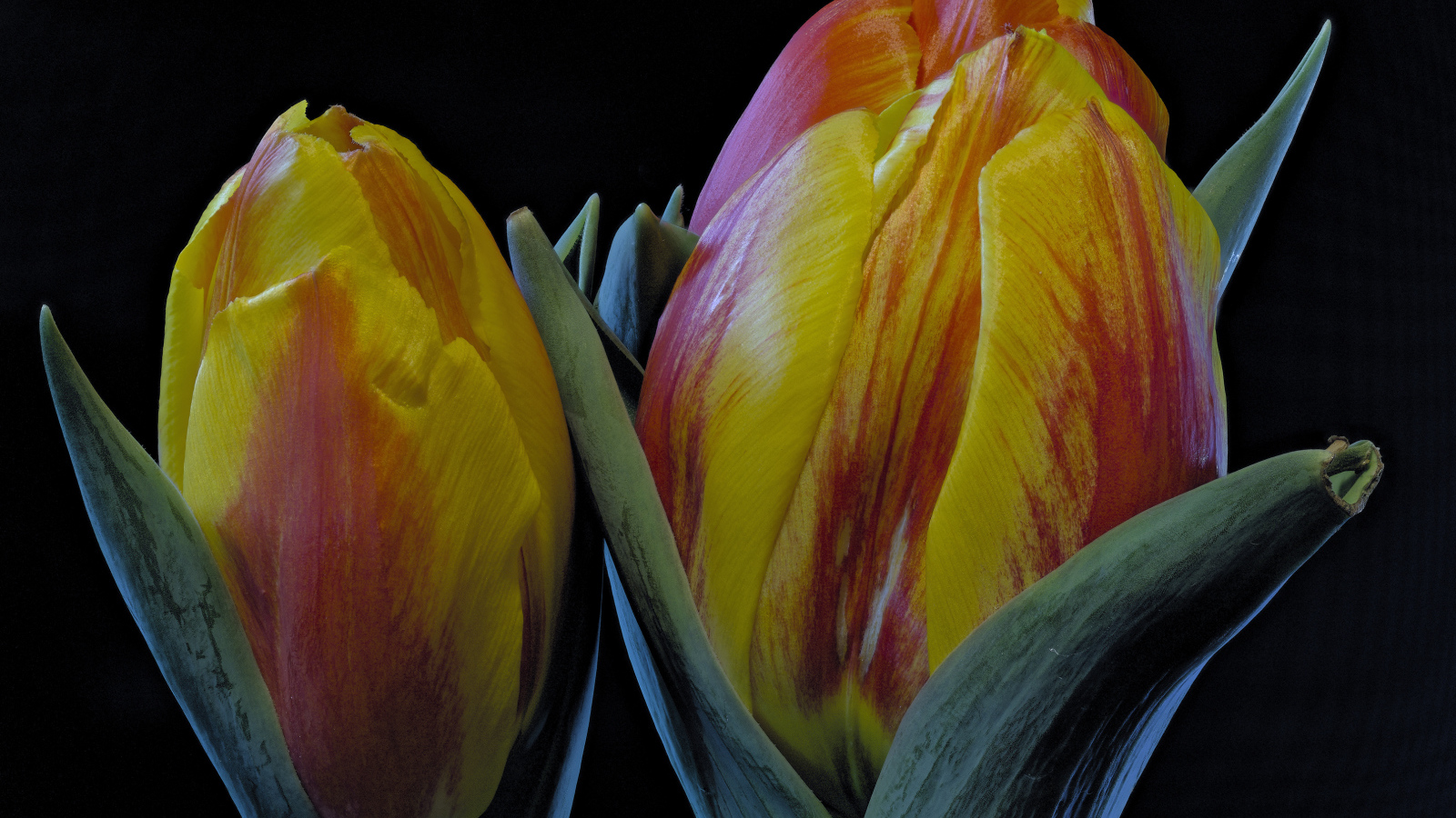 Два оранжевых тюльпана на черном фоне крупным планом