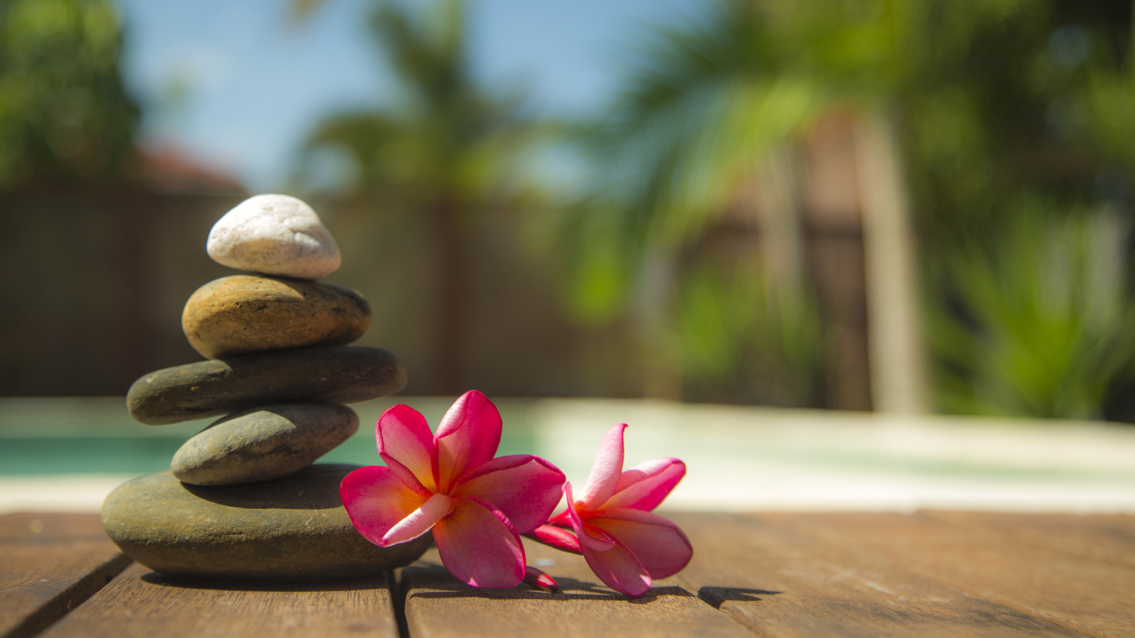 Два розовых цветка плюмерии с камнями