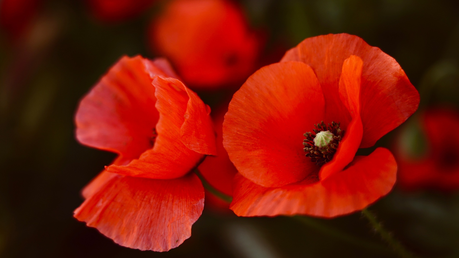 Два алых мака крупным планом