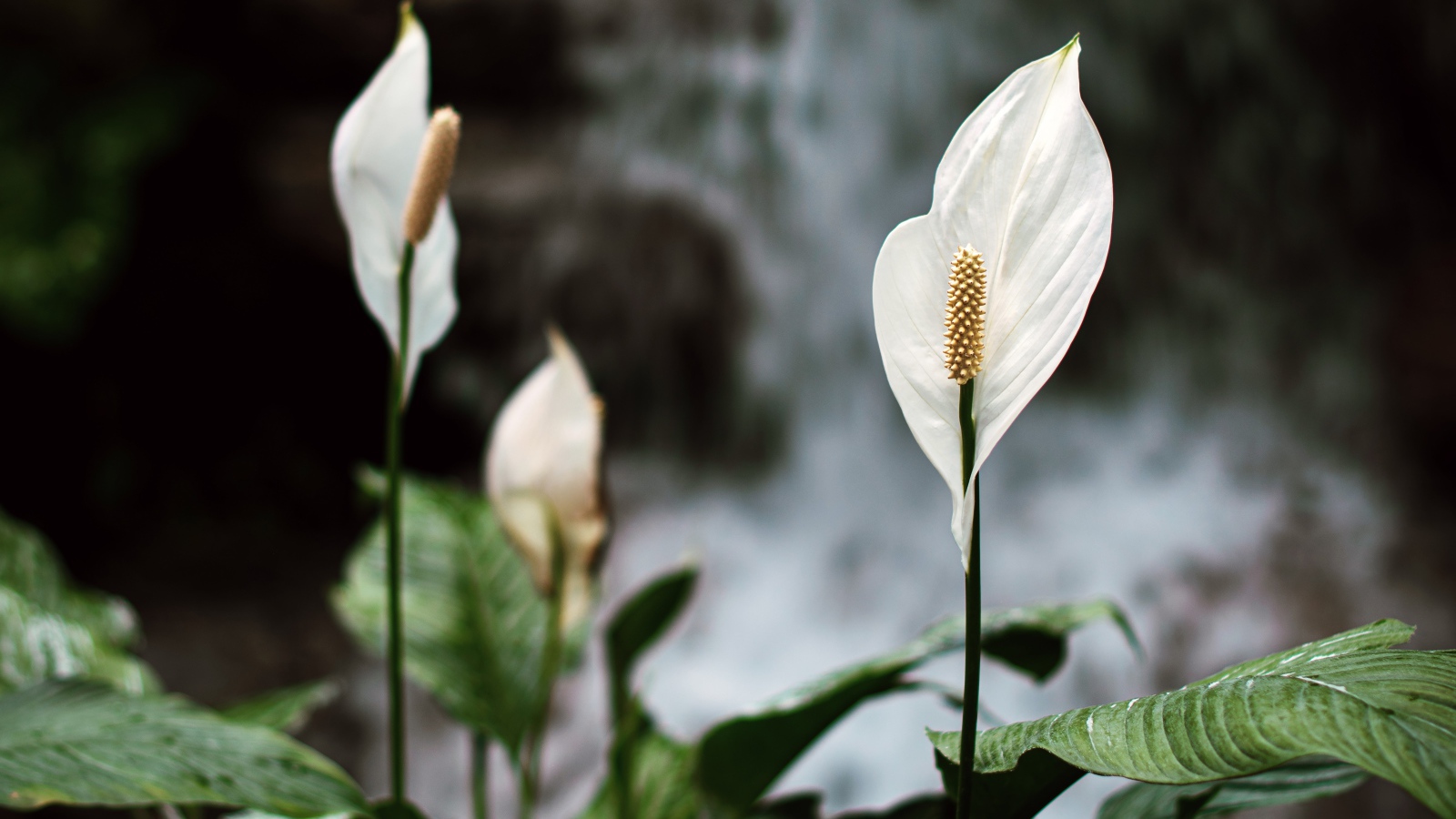 Белые цветы антуриум с зелеными листьями