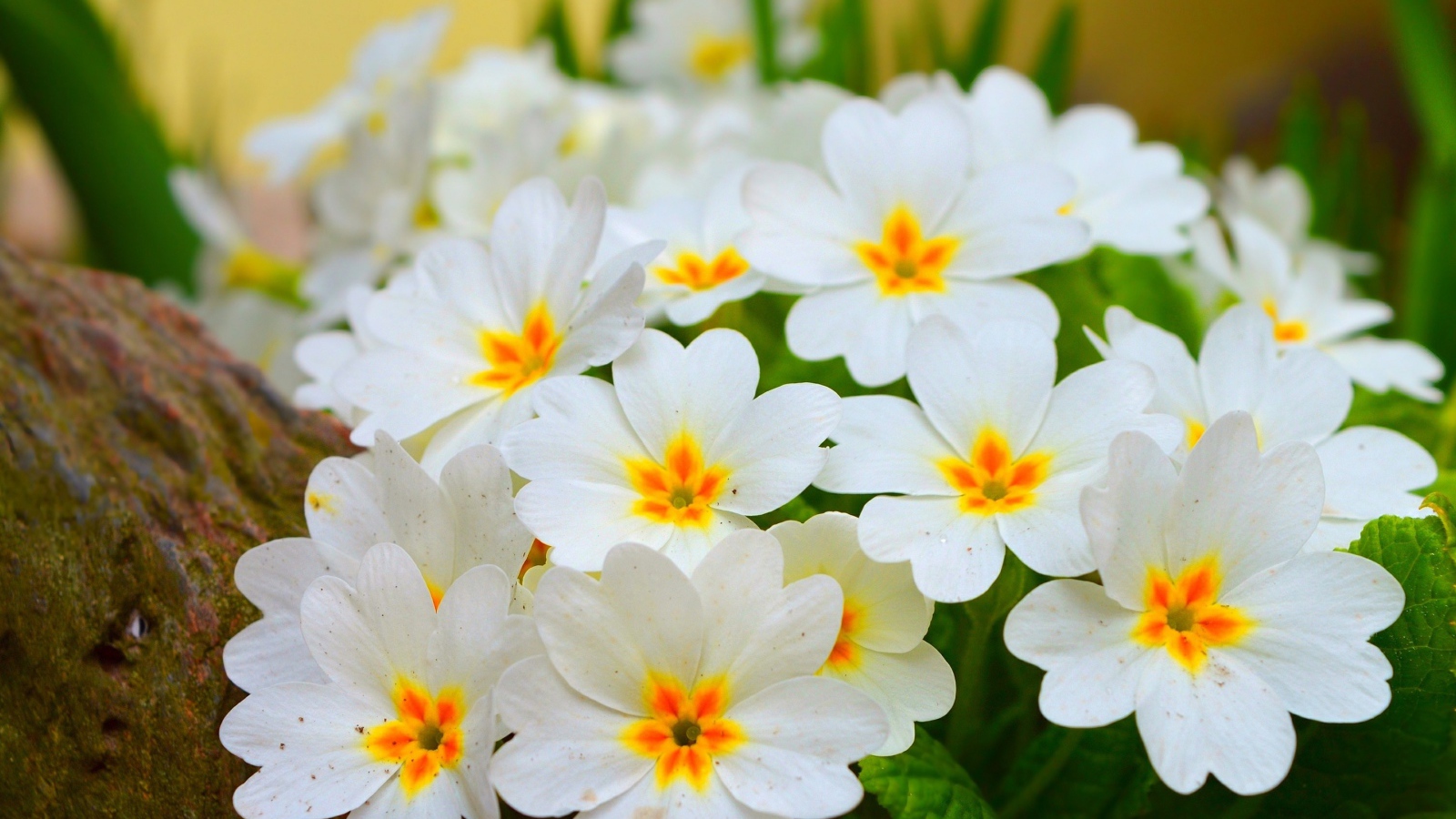 Белые нежные цветы комнатного цветка примула