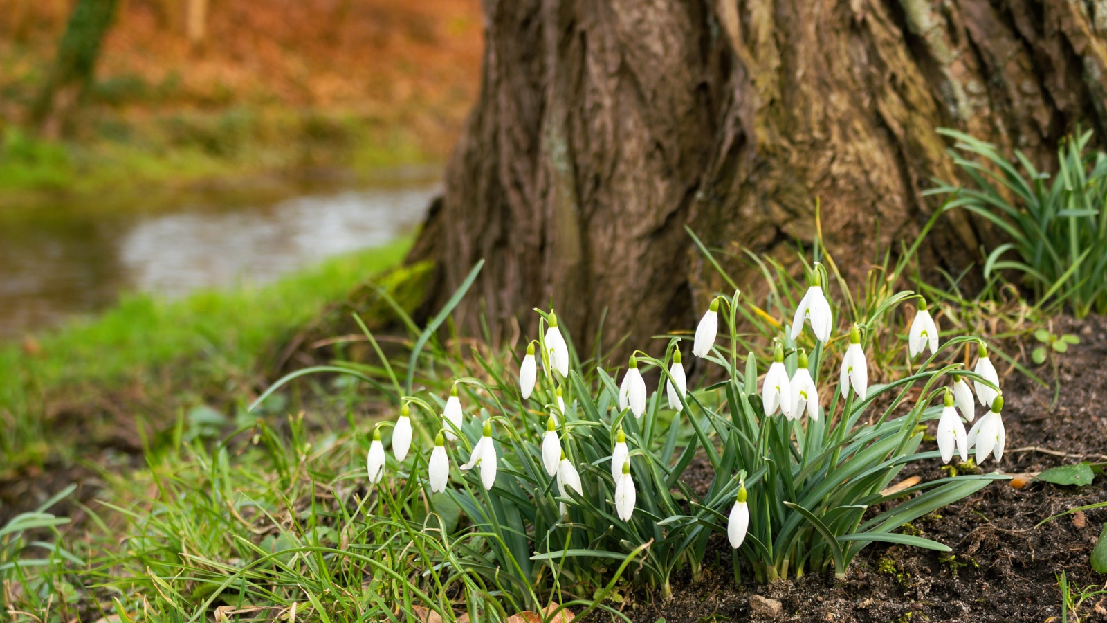 Белые первые весенние цветы подснежники под деревом