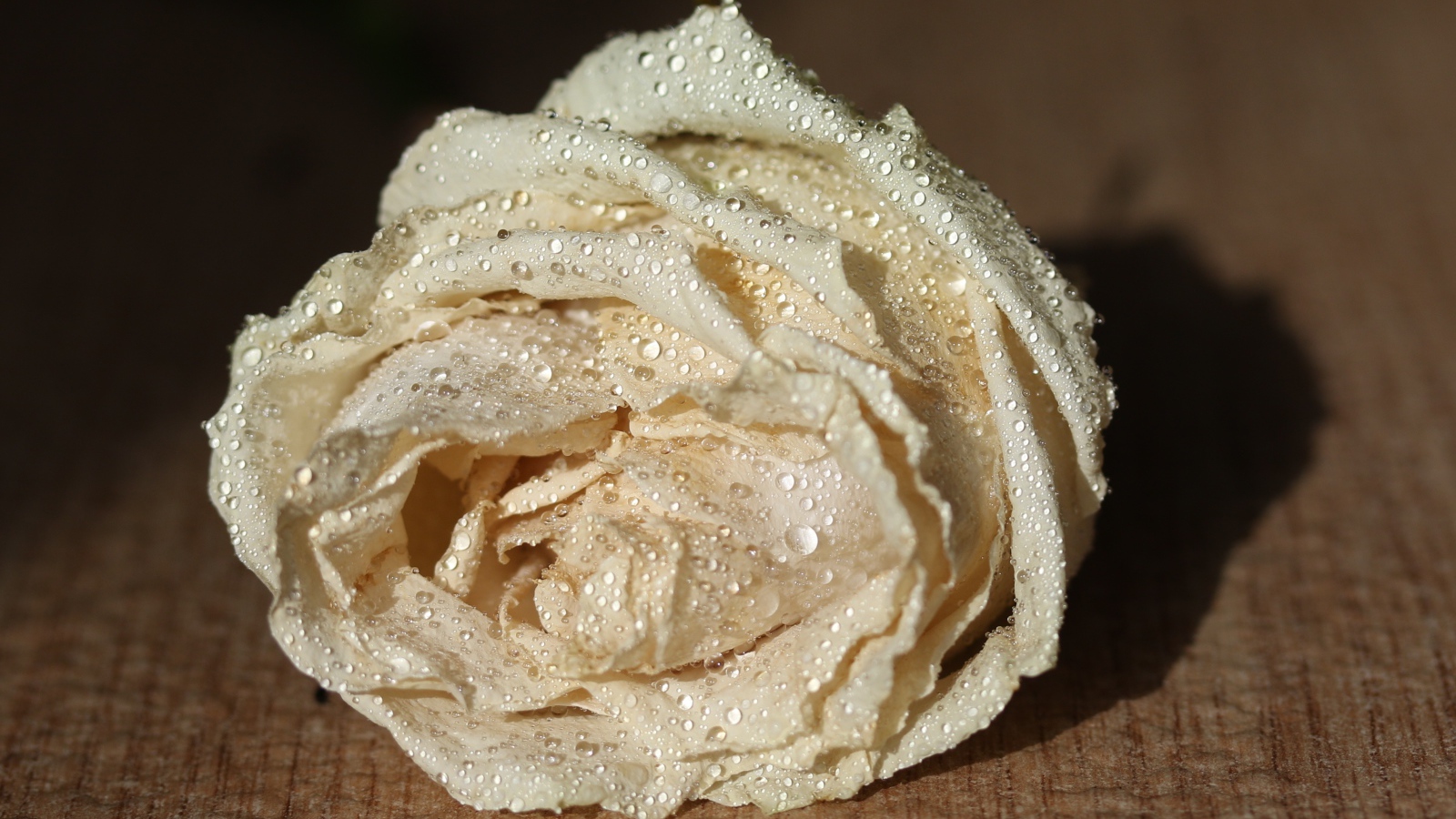 Белый цветок розы в каплях росы 