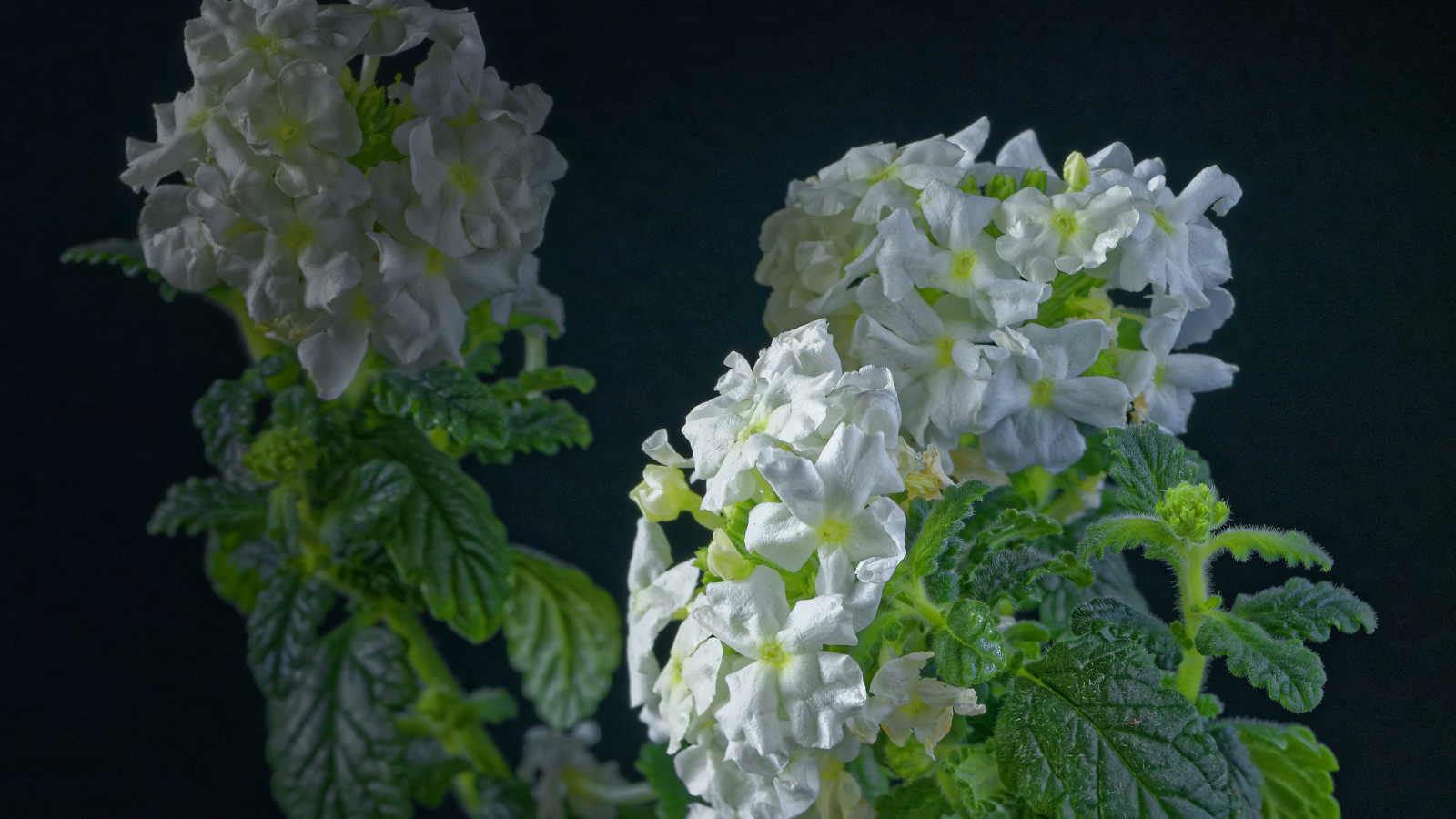 Белые цветы вербены на сером фоне