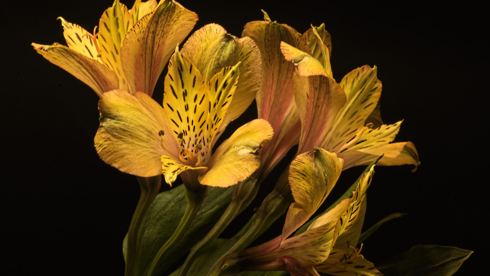 Желтые красивые цветы альстромерия на черном фоне