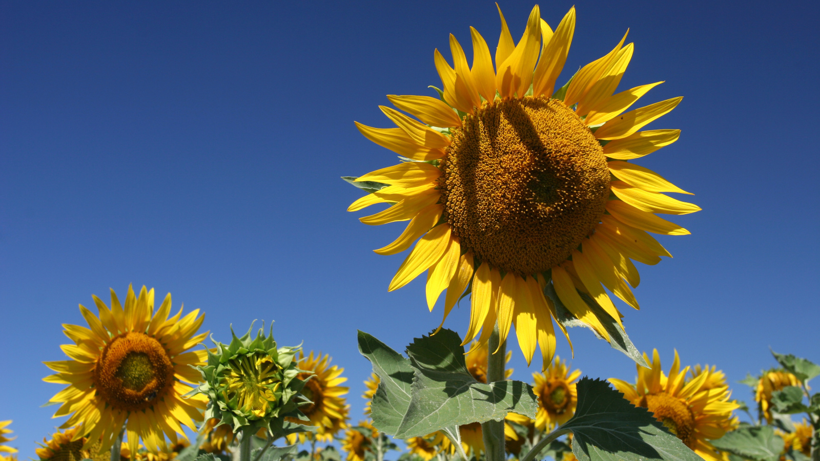 Желтые цветущие подсолнухи на фоне голубого неба