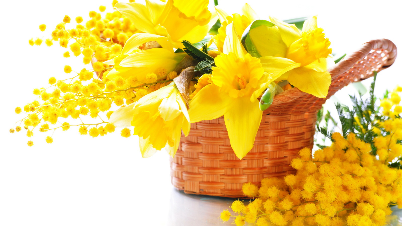 Желтые нарциссы с мимозой в корзине на белом фоне