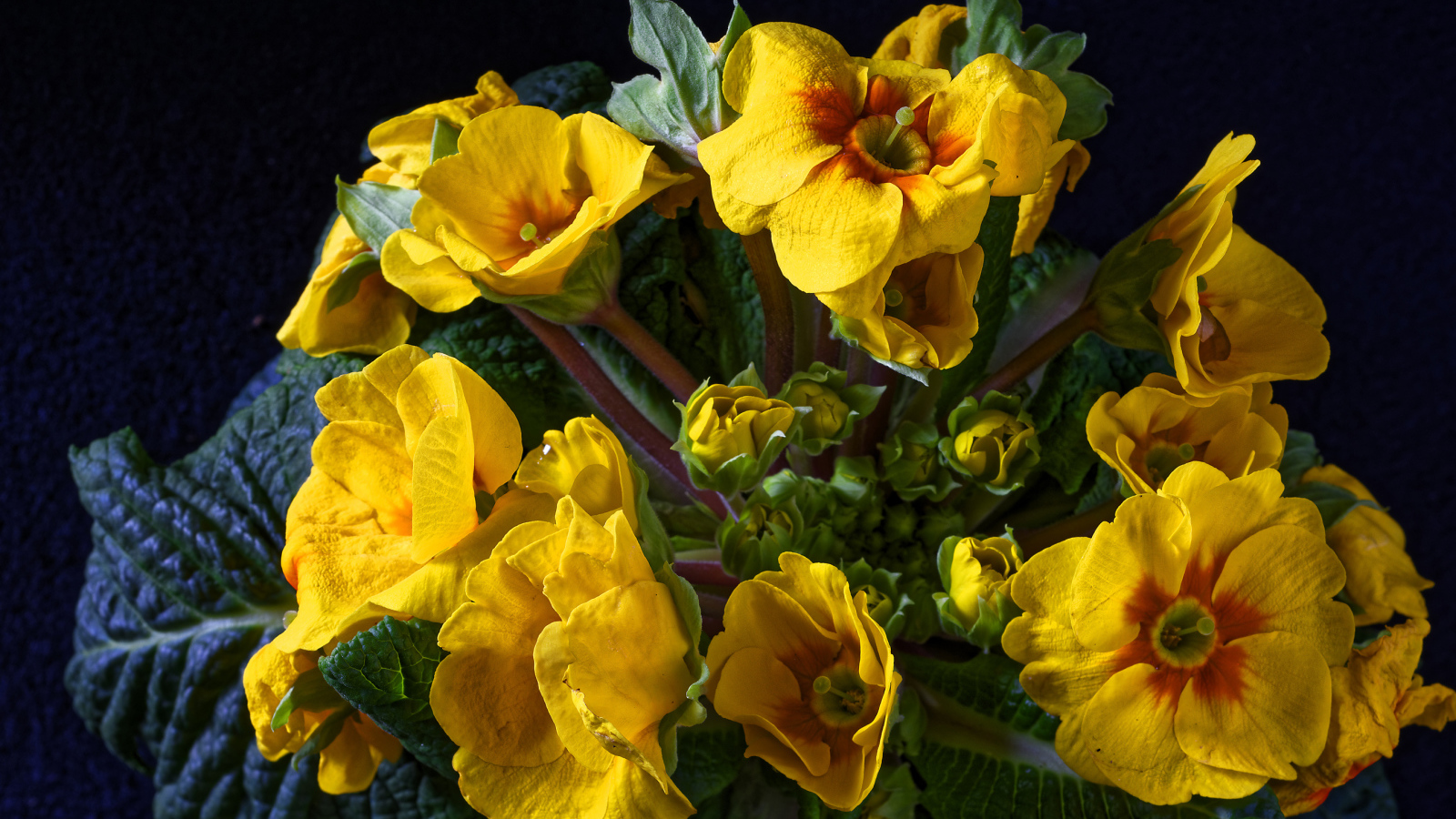 Желтые цветы комнатного цветка примулы крупным планом