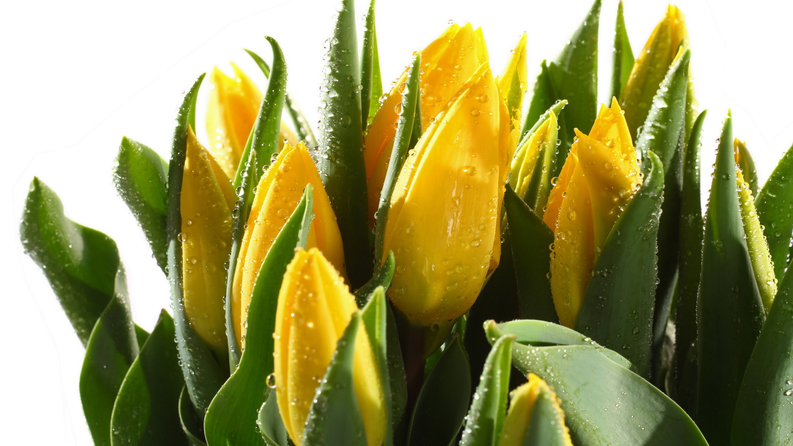 Желтые мокрые тюльпаны с зелеными листьями на белом фоне