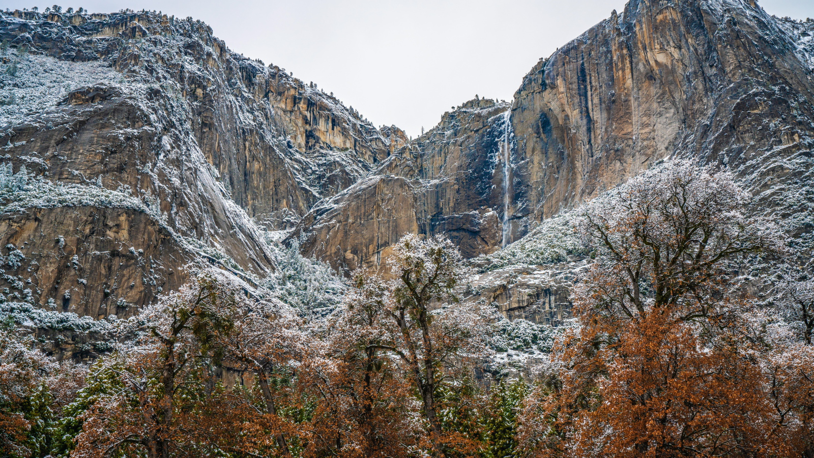 Деревья у высоких заснеженных гор 