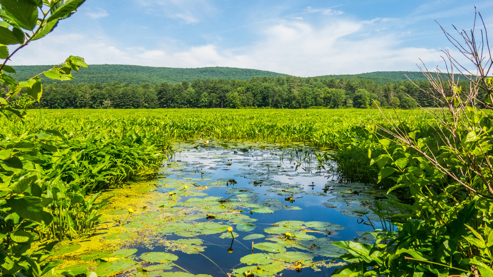 Речка покрыта водяными лилиями у леса