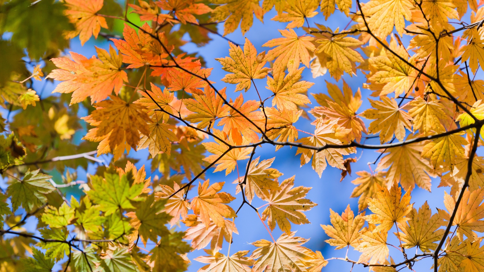 Желтые осенние листья на ветке под голубым небом