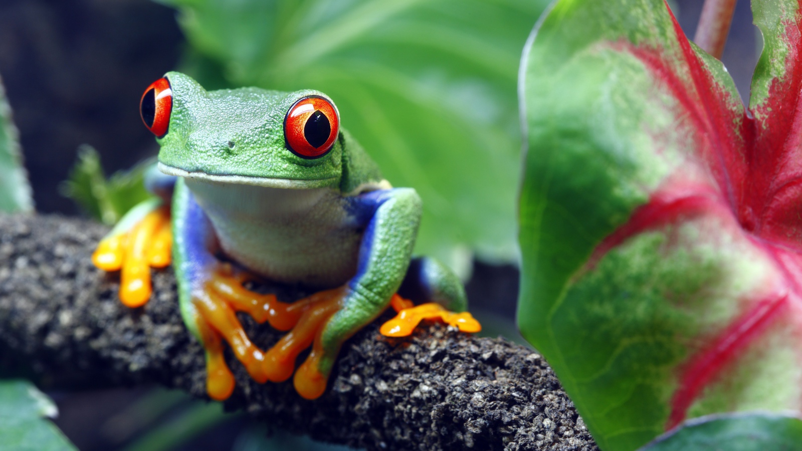 A big green frog with red eyes sits on a branch