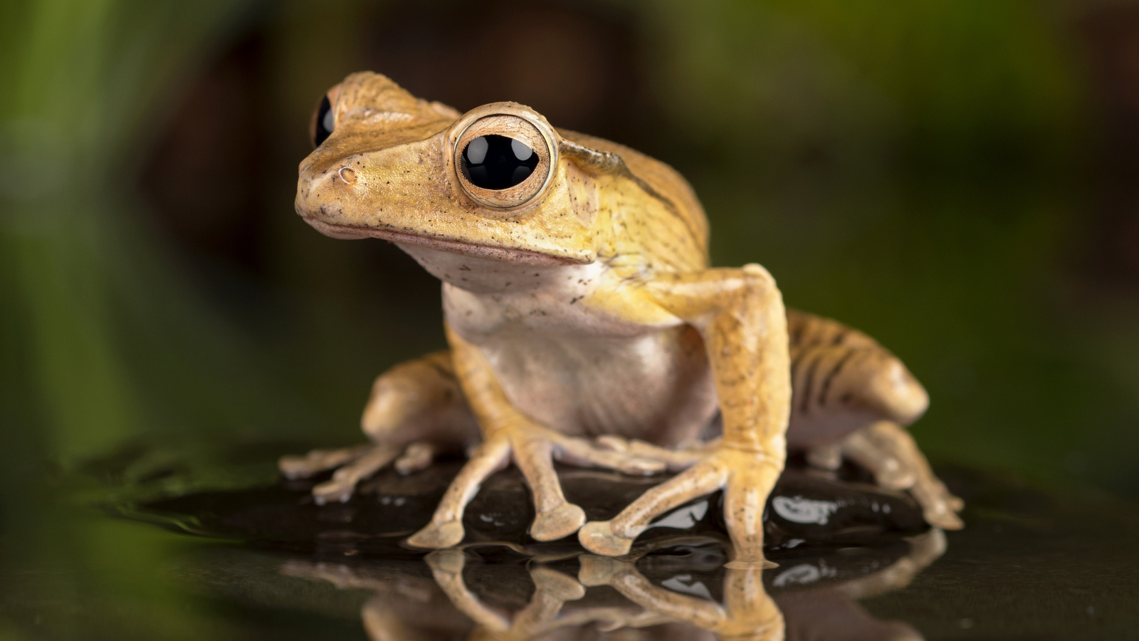Лягушка с большими глазами сидит в воде на камне