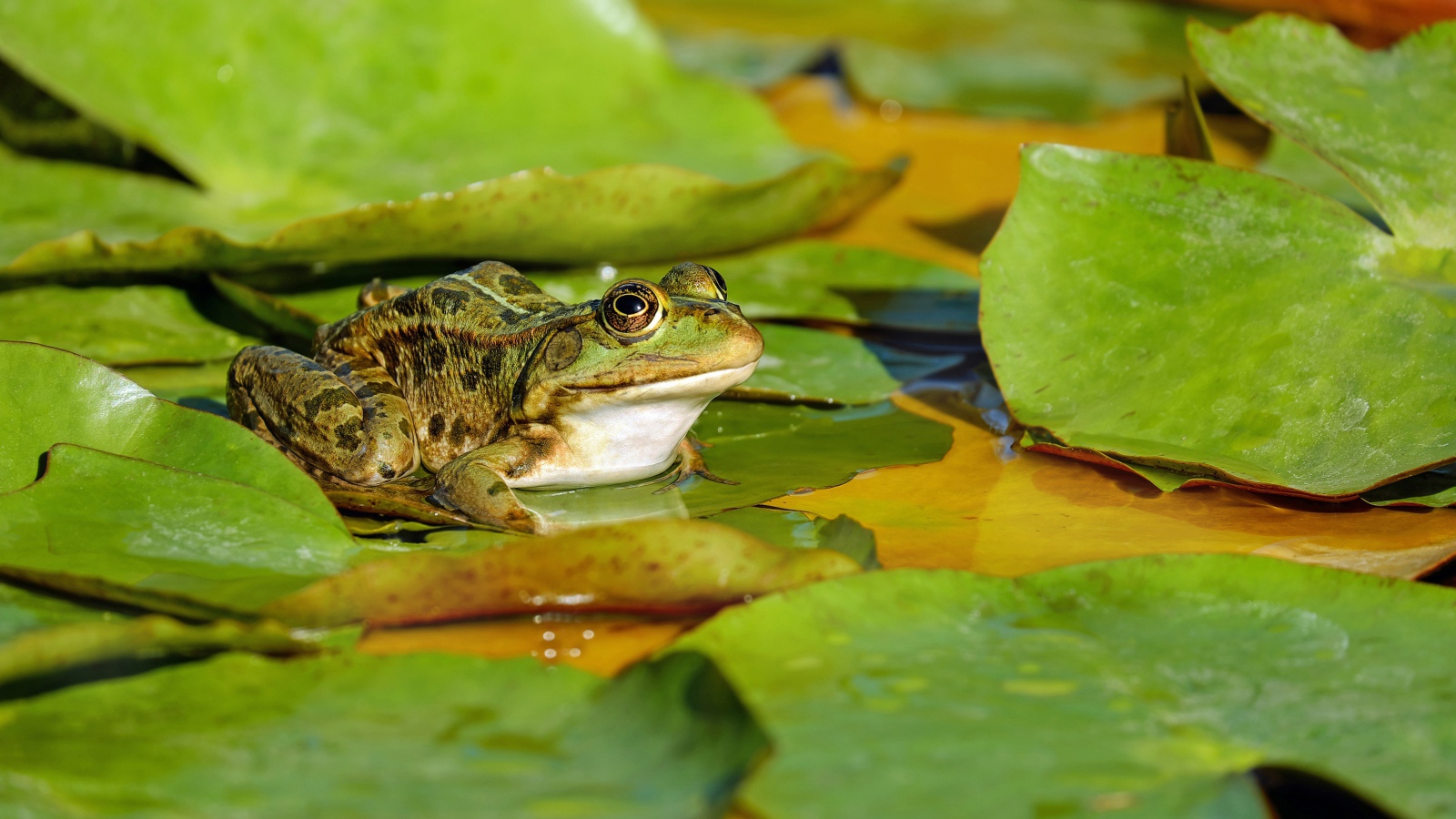 Зеленая лягушка сидит на зеленом листе в пруду