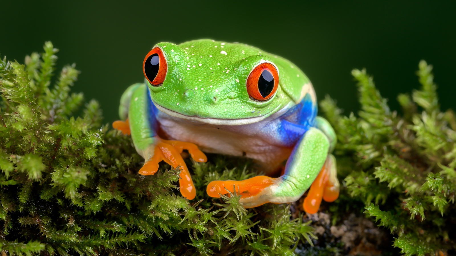 Зеленая лягушка сидит на покрытой мхом земле