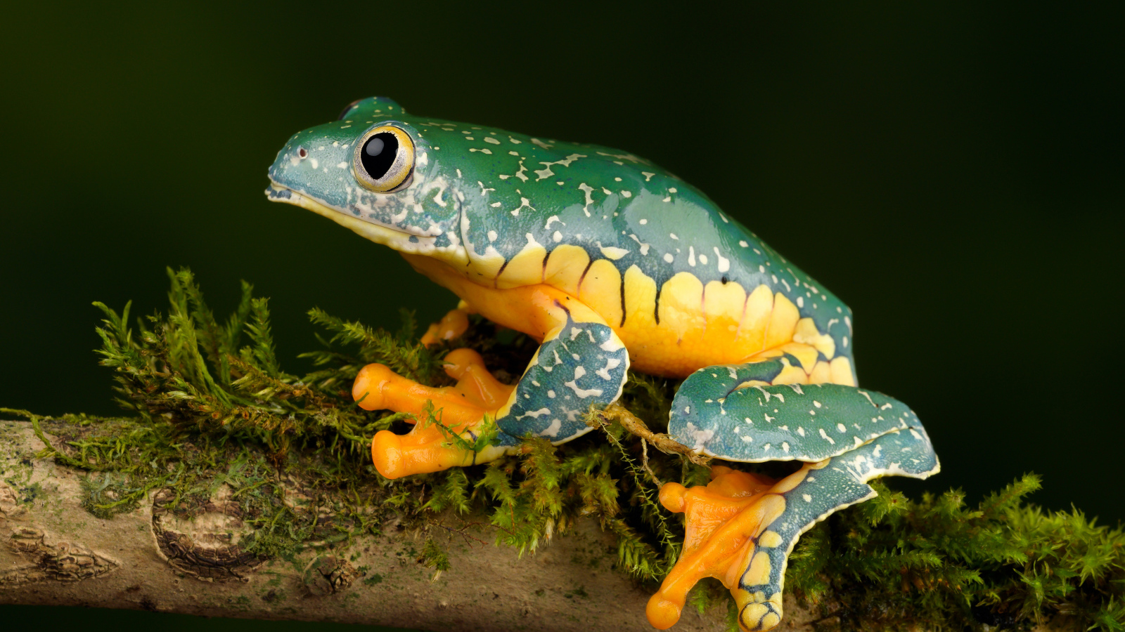 Зеленая лягушка с желтым животом сидит на ветке 