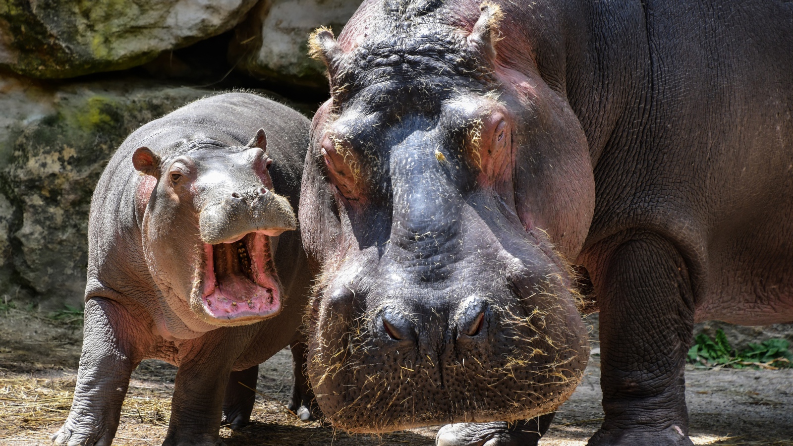 Big hippo with cub at the zoo