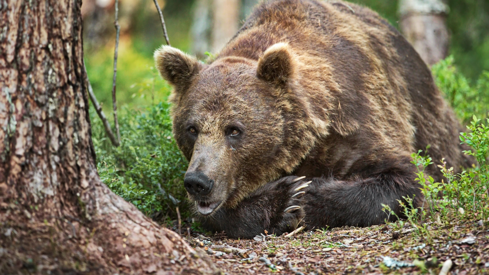 Большой бурый медведь лежит на траве в лесу