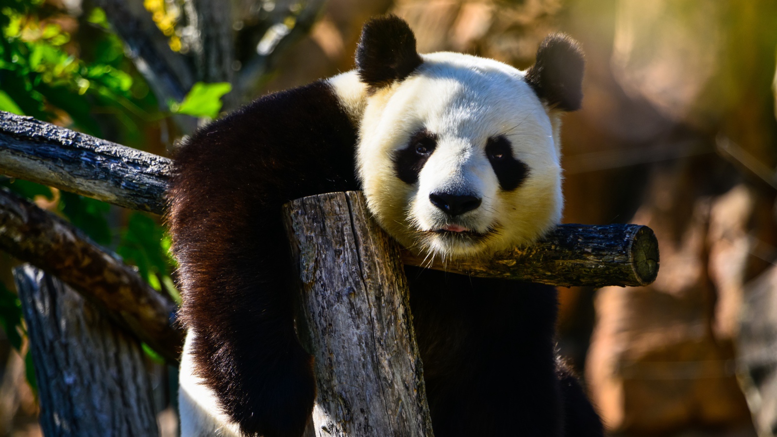 Большая ленивая панда висит на дереве