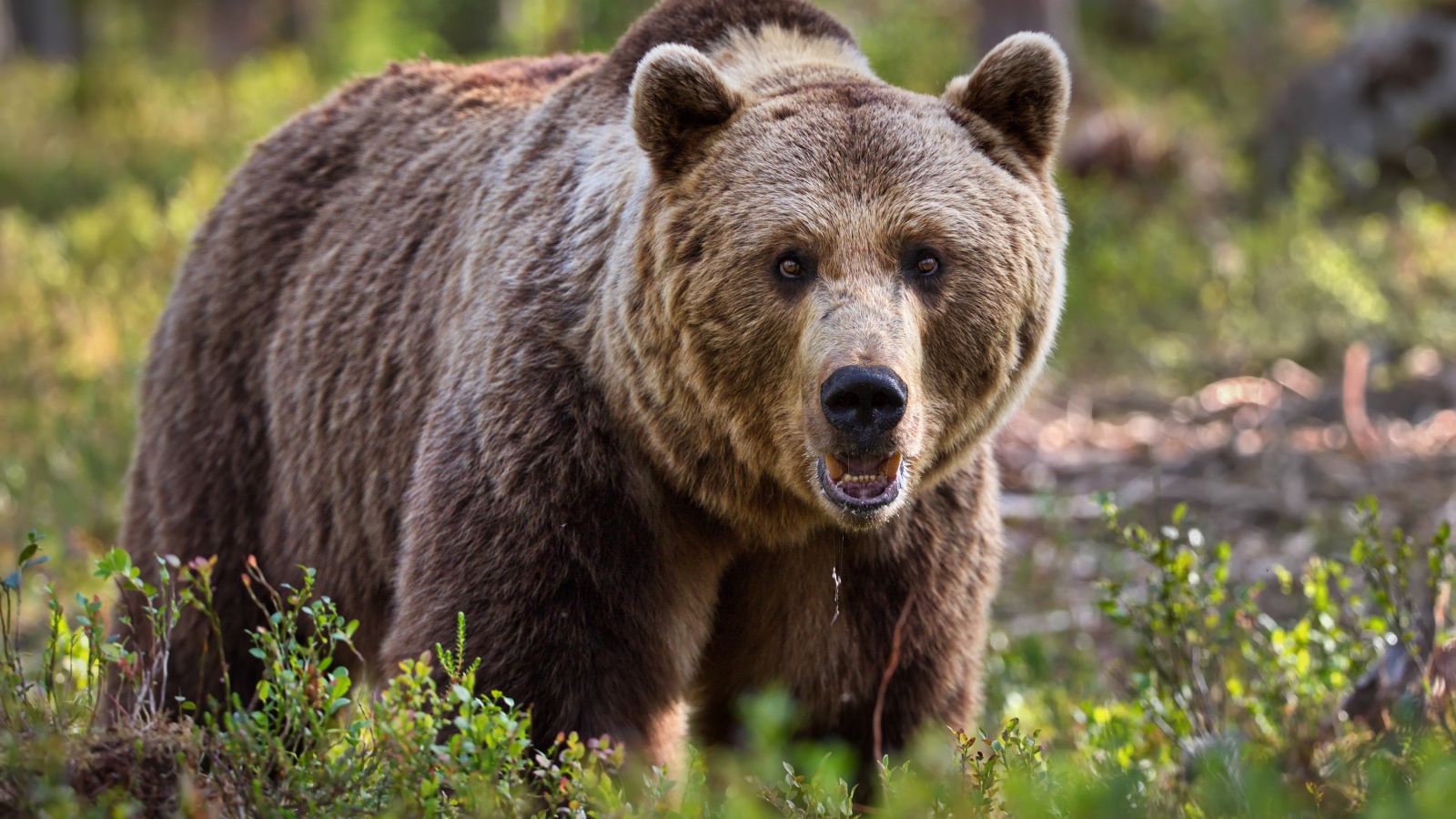 Большой грозный бурый медведь идет по траве
