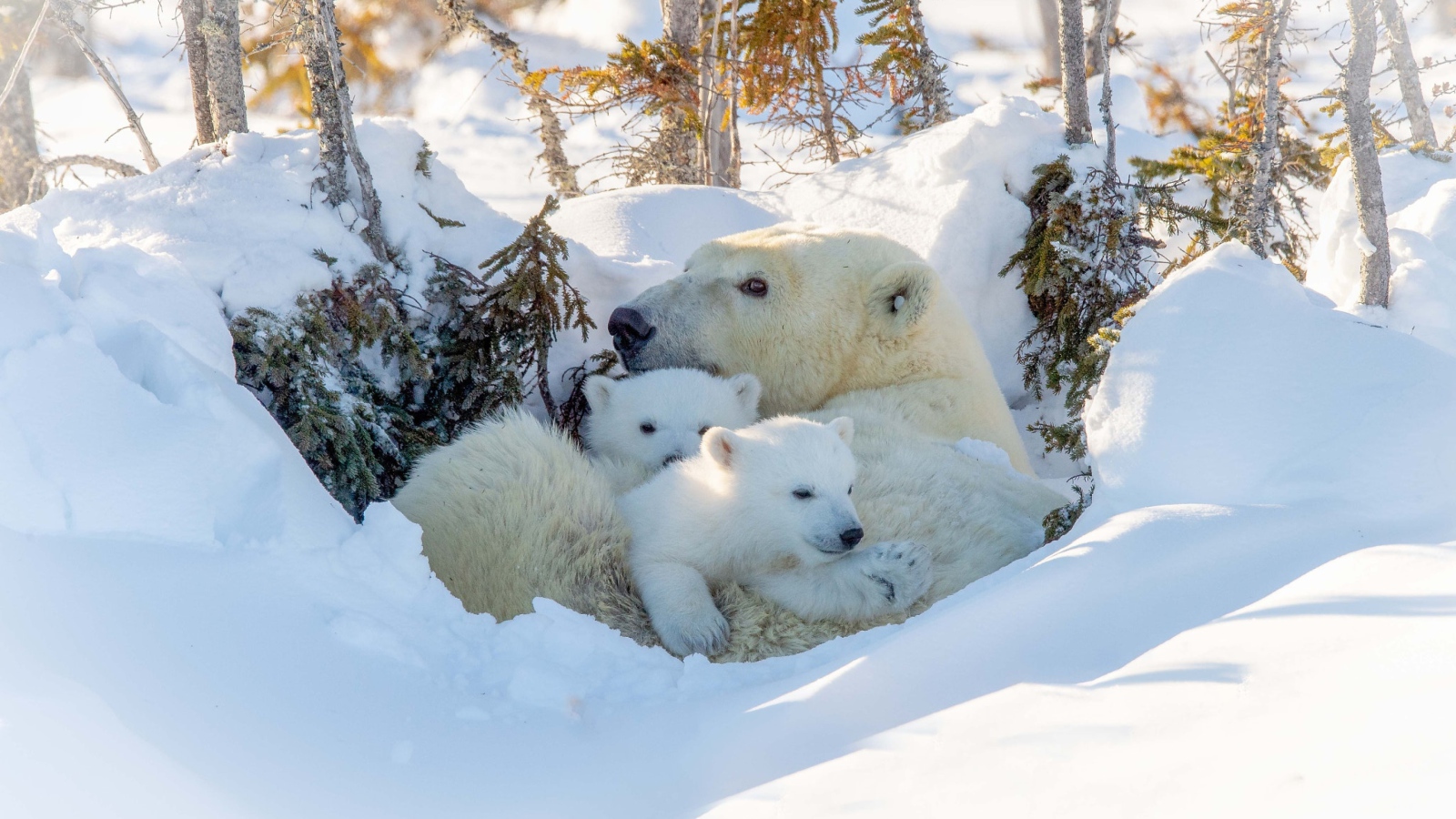 Большая белая медведица с медвежатами в снегу