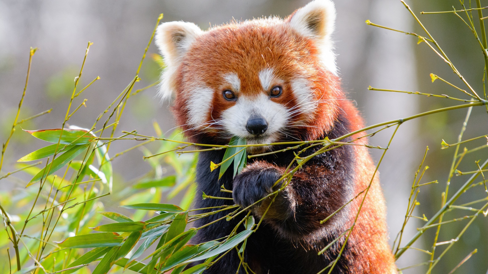 Милая малая панда ест бамбуковые ветки