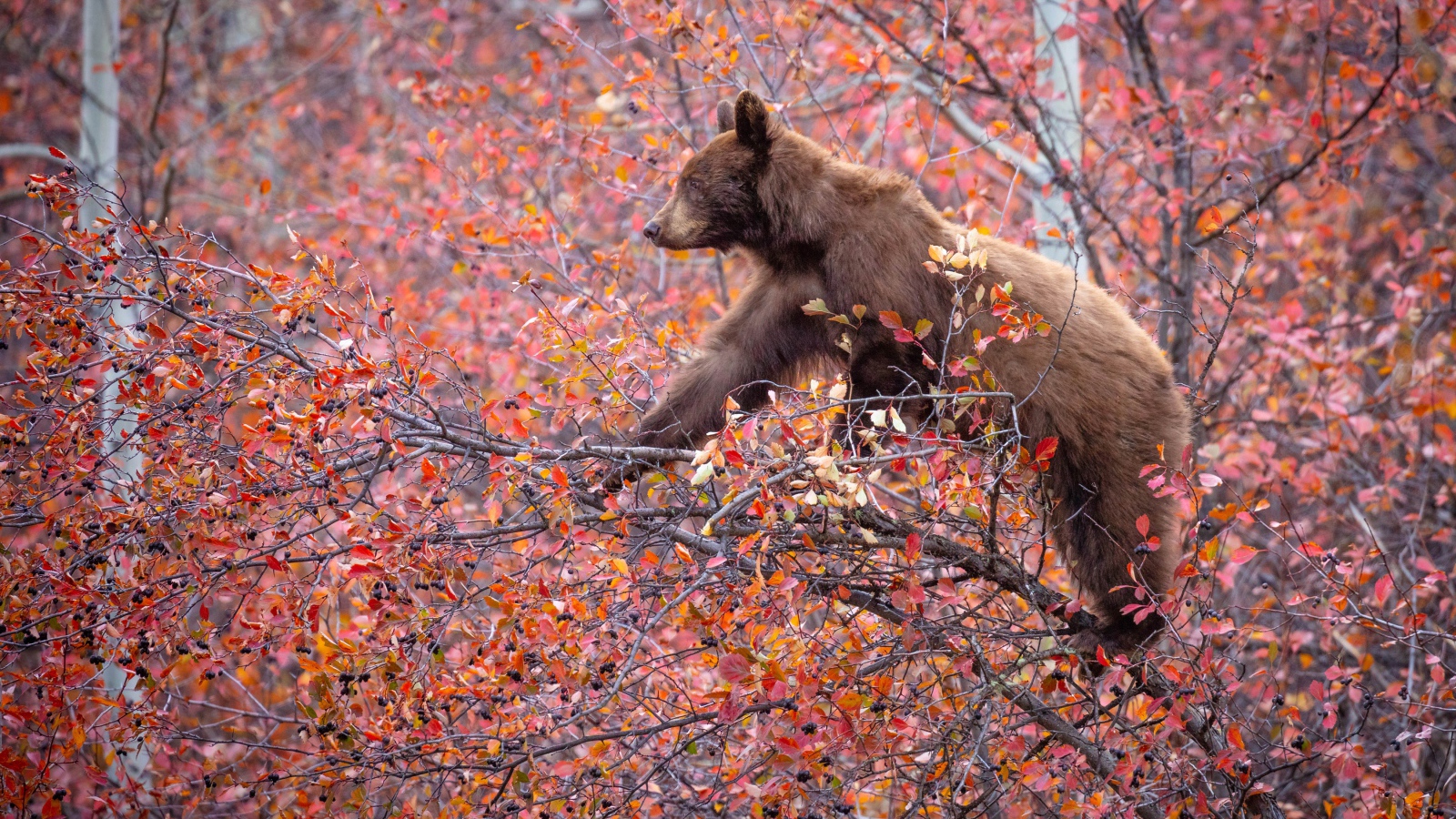 Маленький бурый медведь на дереве с красными листьями 