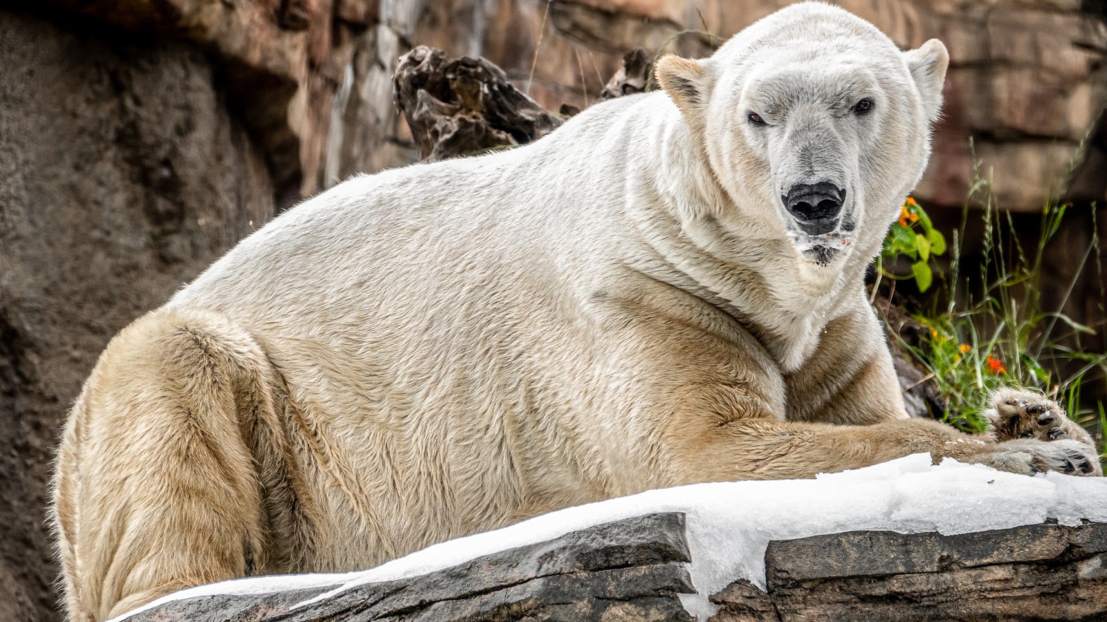 Грозный белый медведь лежит на камне в зоопарке 