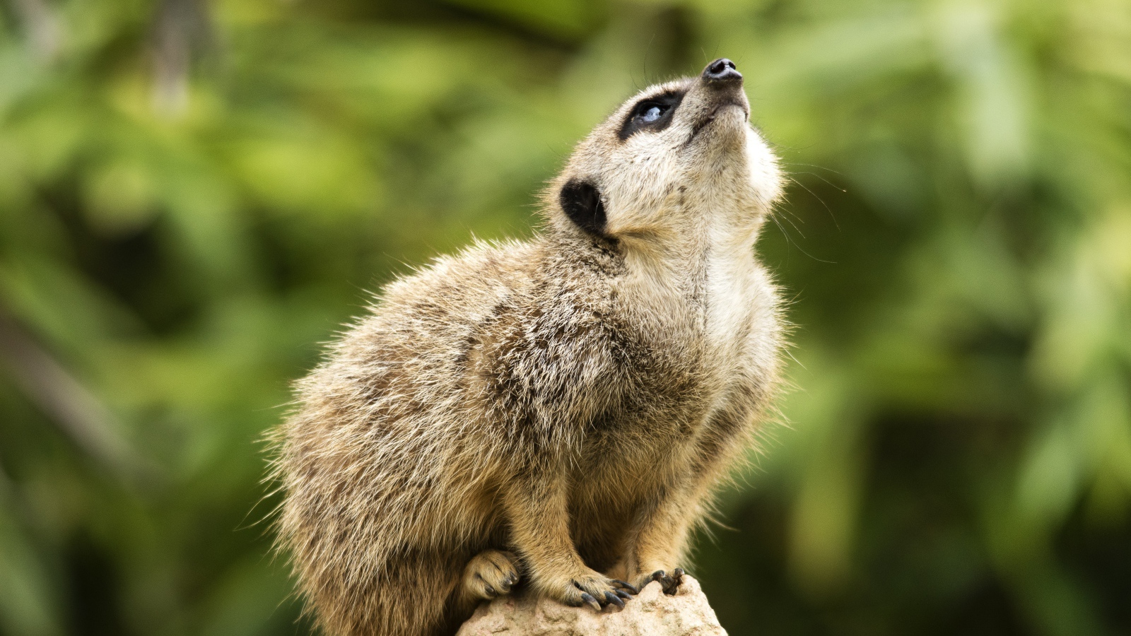 Маленький сурикат сидит на камне 