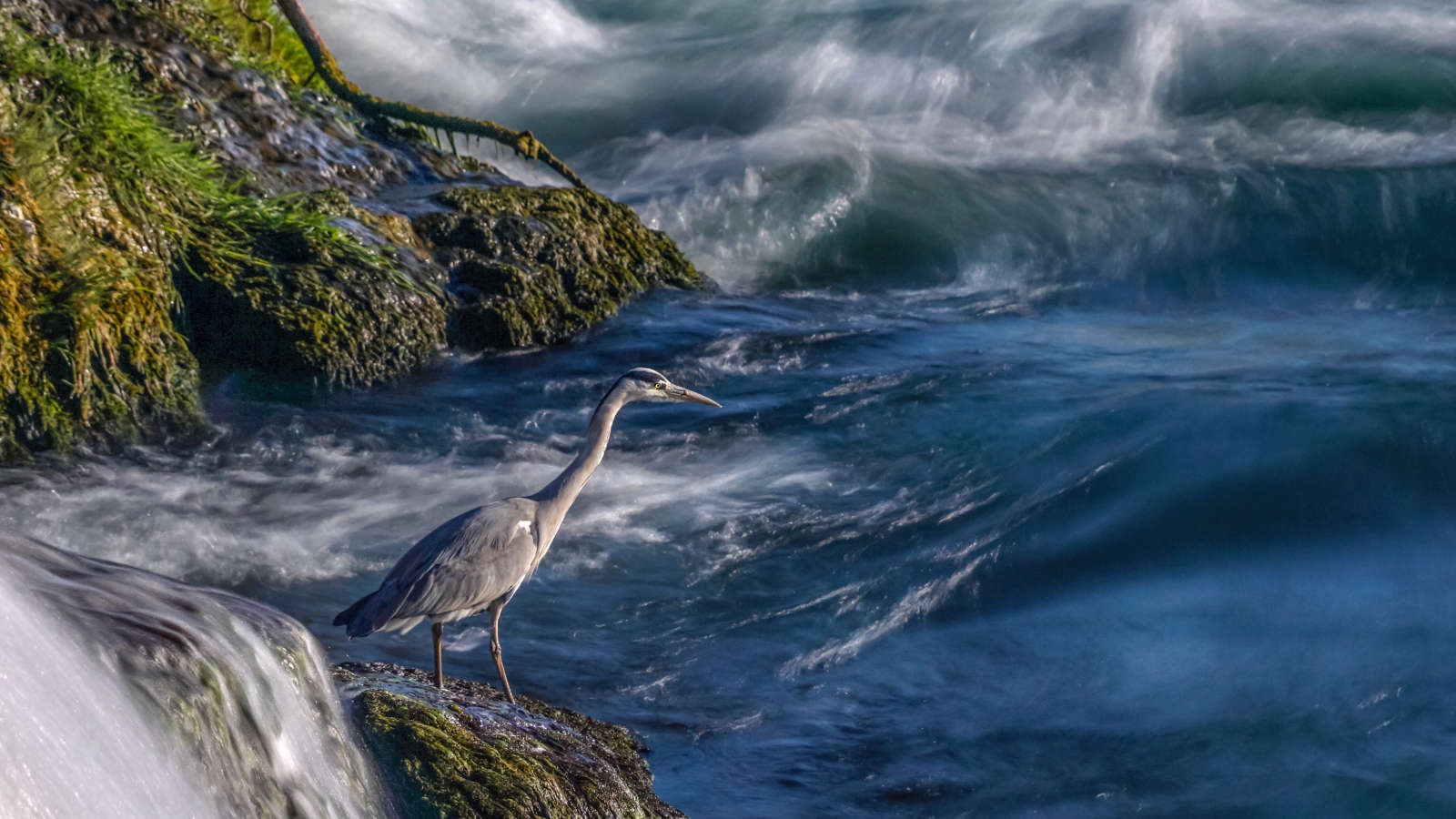 Серая цапля стоит на камне у моря