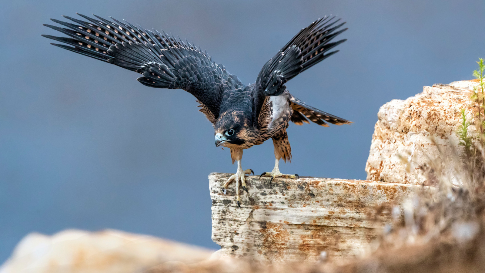 Большой сокол готовится к полету с камня 
