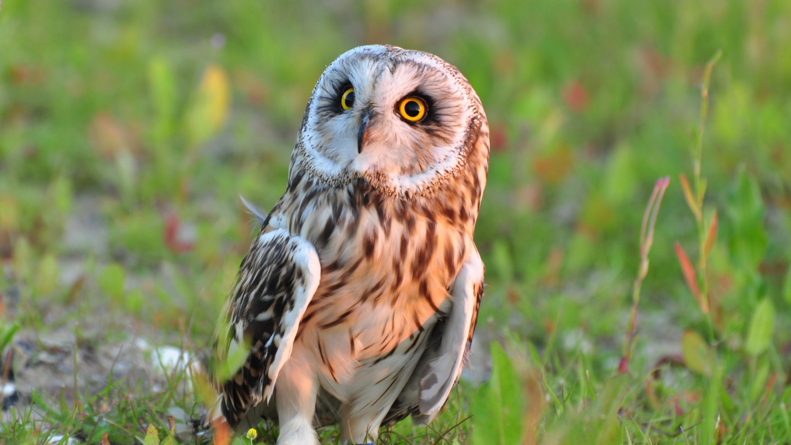 Большая серая сова с желтыми глазами сидит на траве