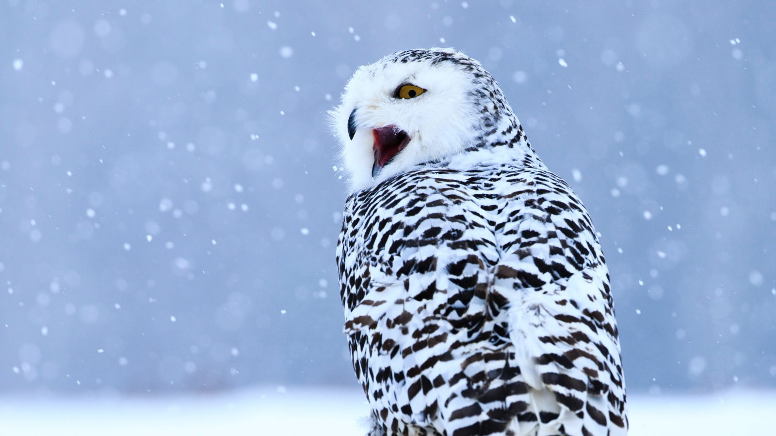 Большая сова с открытым клювом сидит на снегу