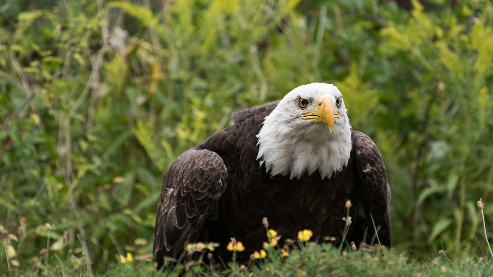 Большой хищный белоголовый орлан сидит в траве
