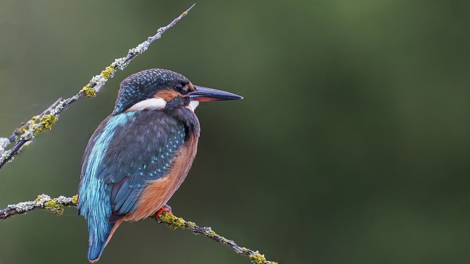 Красивая птица зимородок с острым клювом сидит на ветке