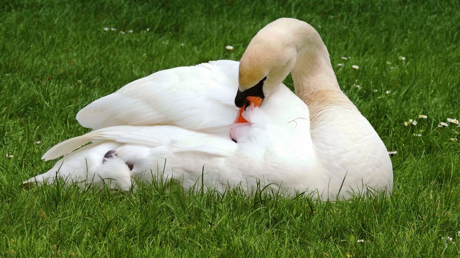 Красивый белый лебедь лежит на зеленой траве 