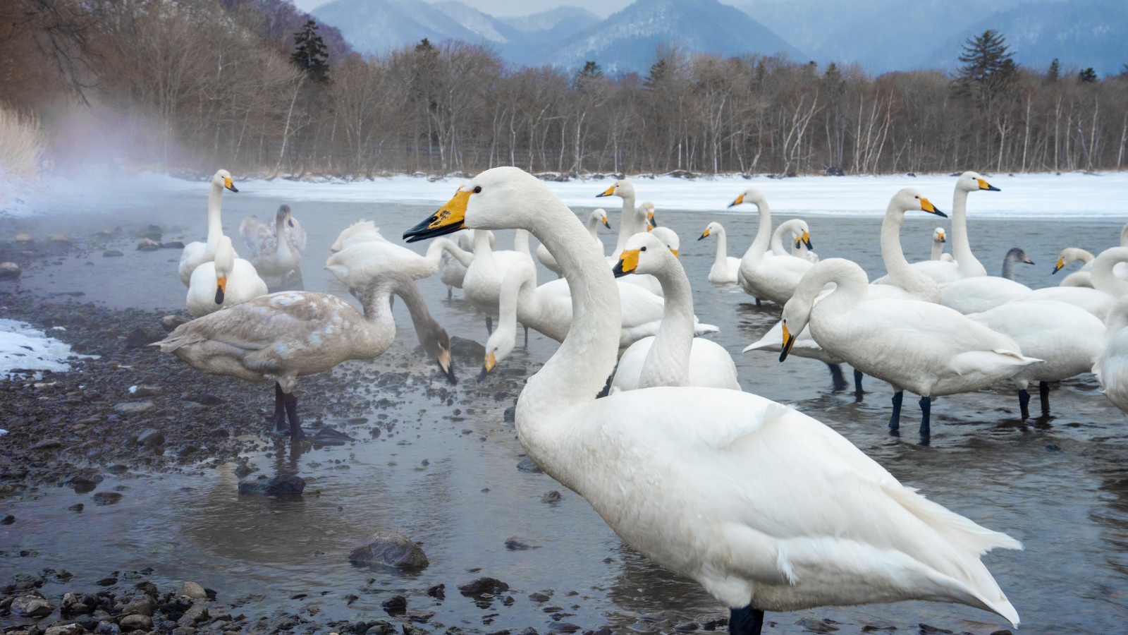 Красивые белые лебеди в зимнем озере в горах