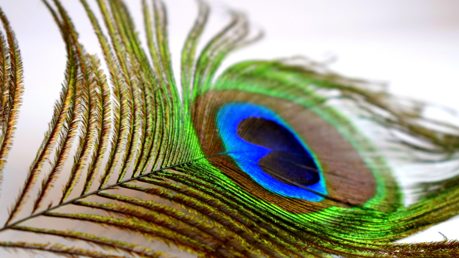 Большое красивое перо павлина крупным планом