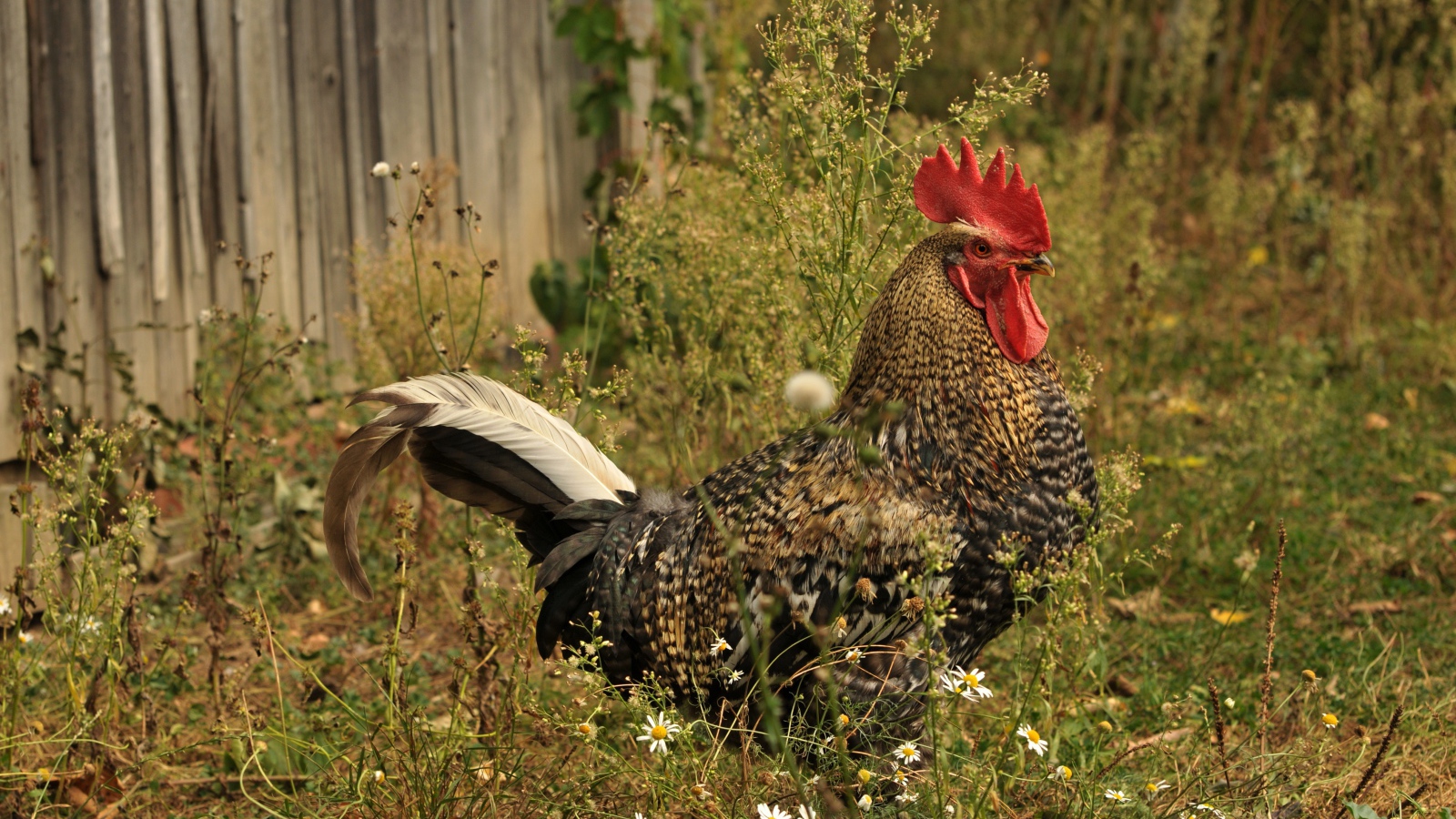 Большой коричневый петух у забора 