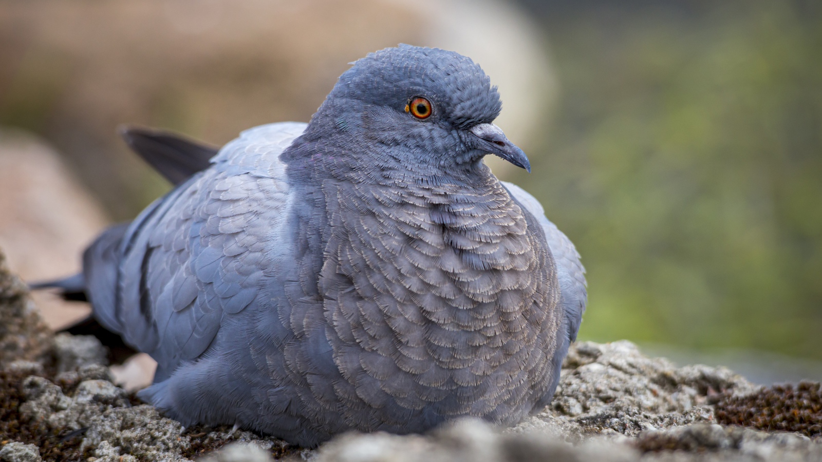 Большой голубь сидит на земле