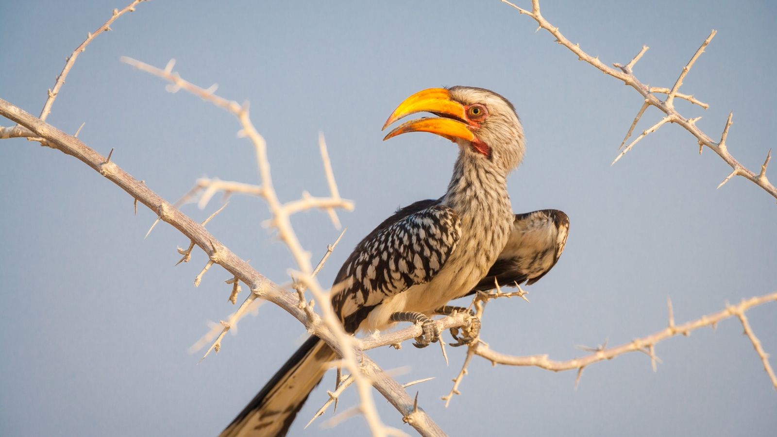 Большая птица носорог сидит на ветке 