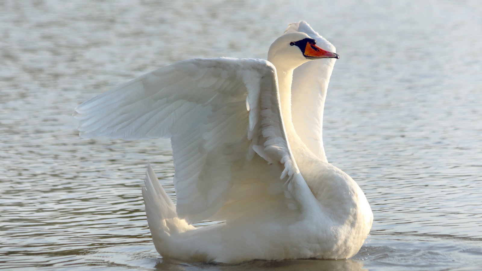 Большой белый лебедь расправил крылья в пруду