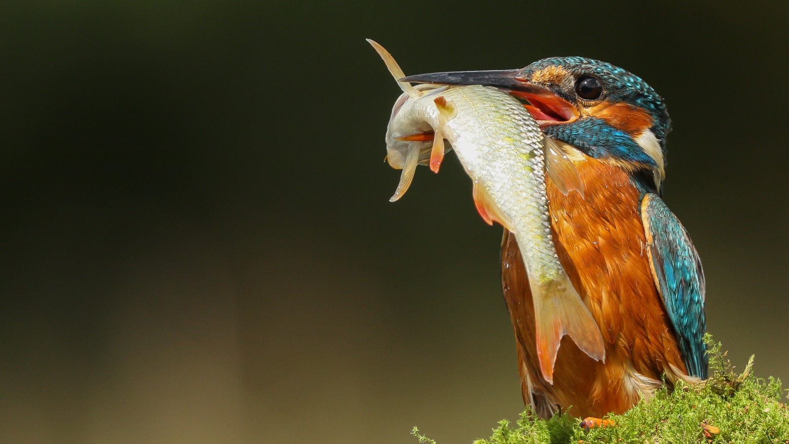 Яркая птица зимородок с рыбой в клюве