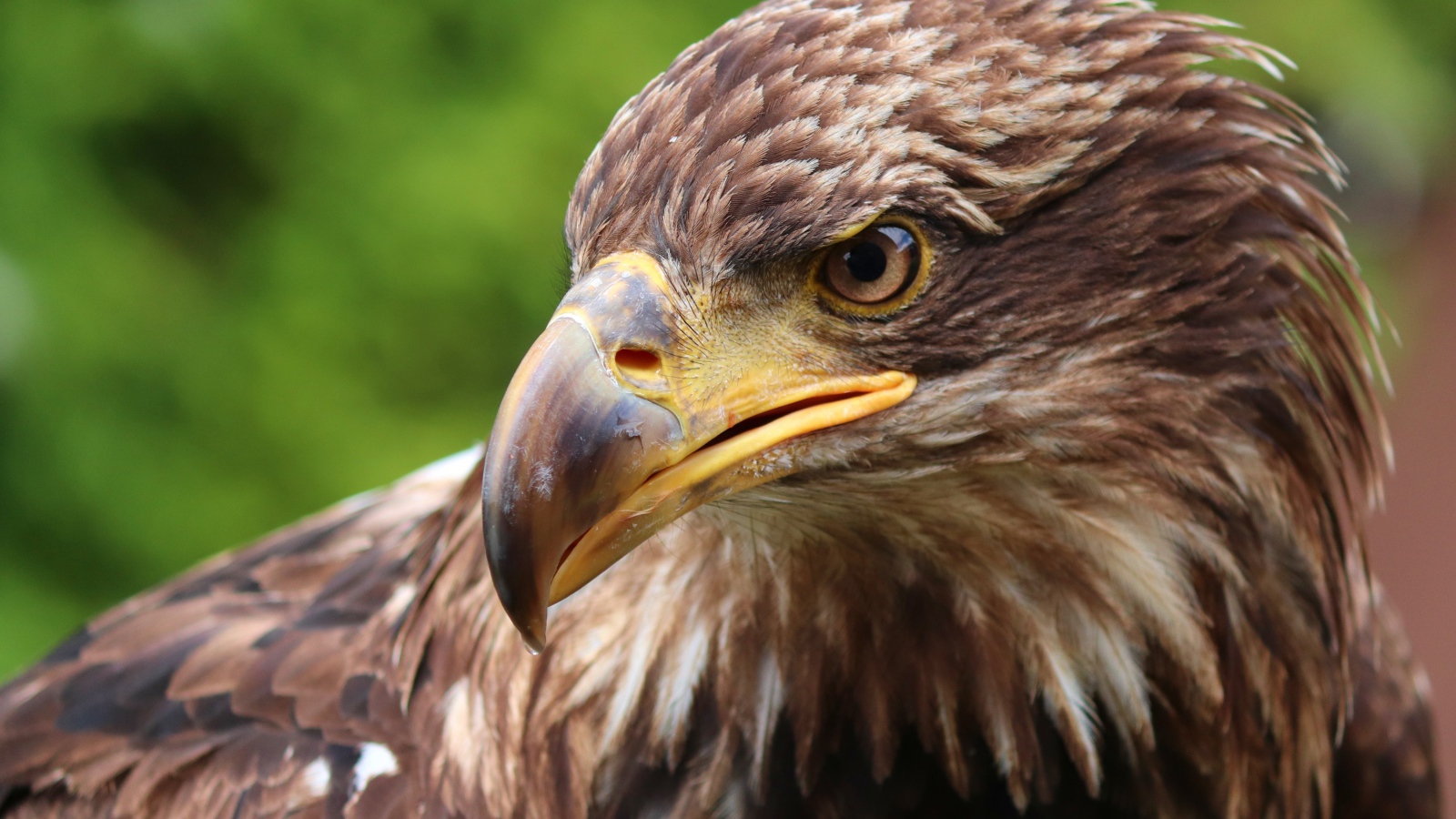 Коричневая хищная птица с острым клювом 