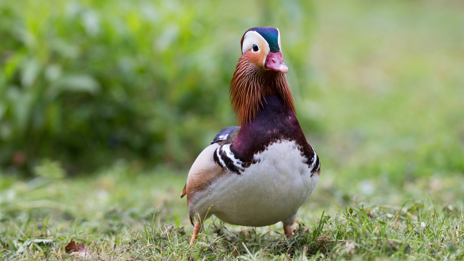 Милая уточка мандаринка идет по траве