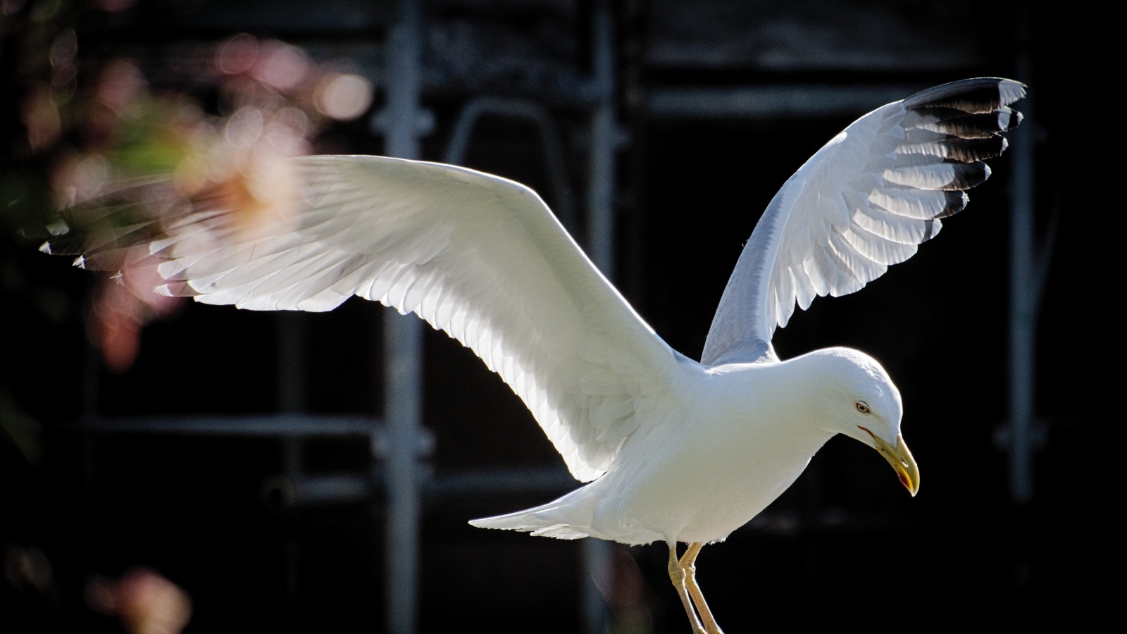 Большая белая чайка сидит на камне 