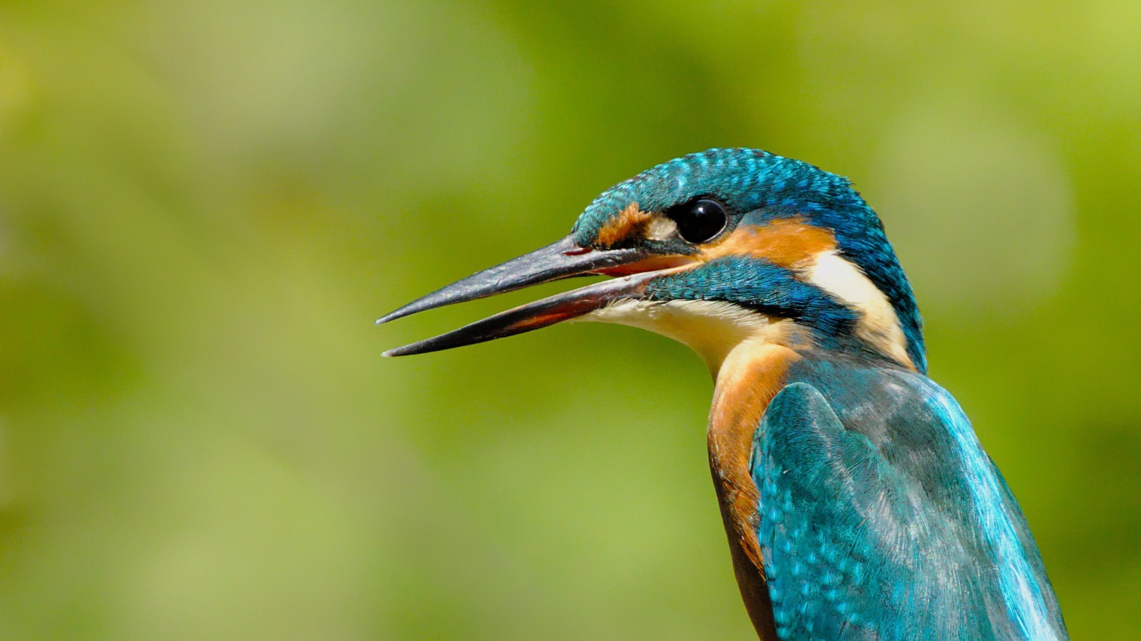 Птица зимородок с открытым клювом на зеленом фоне